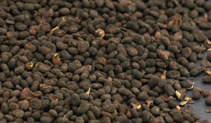 Babchi ingredient
