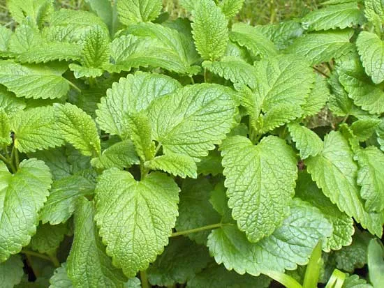 Lemon Balm ingredient