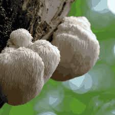 Organic Lion’s Mane ingredient